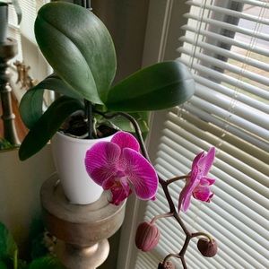 Meet your Posher, Joanne